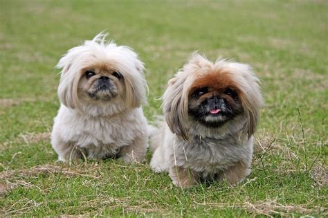 Pekinés o Pequinés .